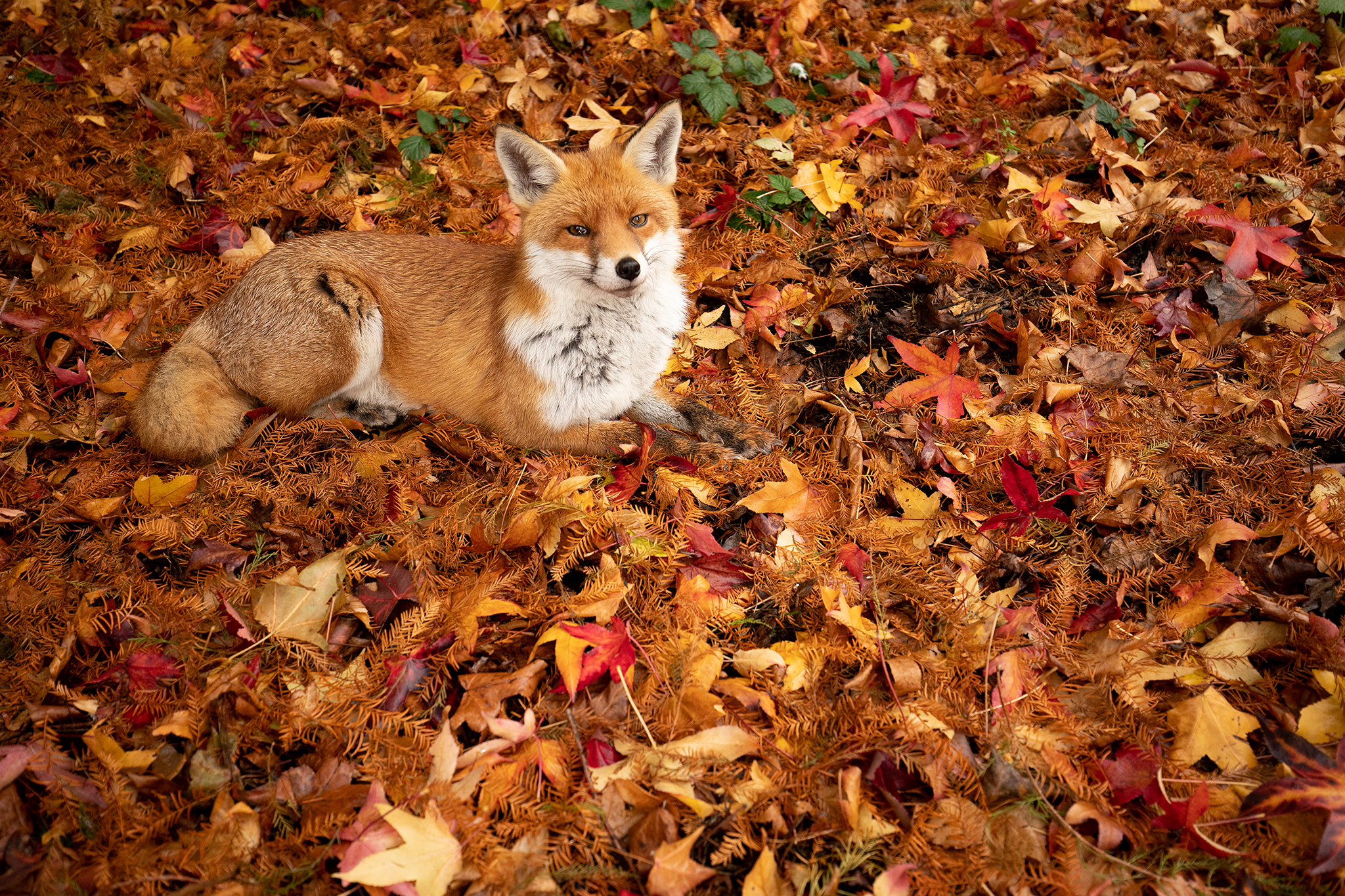 Осенний зверь. Животные осенью. Лиса осень. Звери осенью в лесу. Лиса осенью.